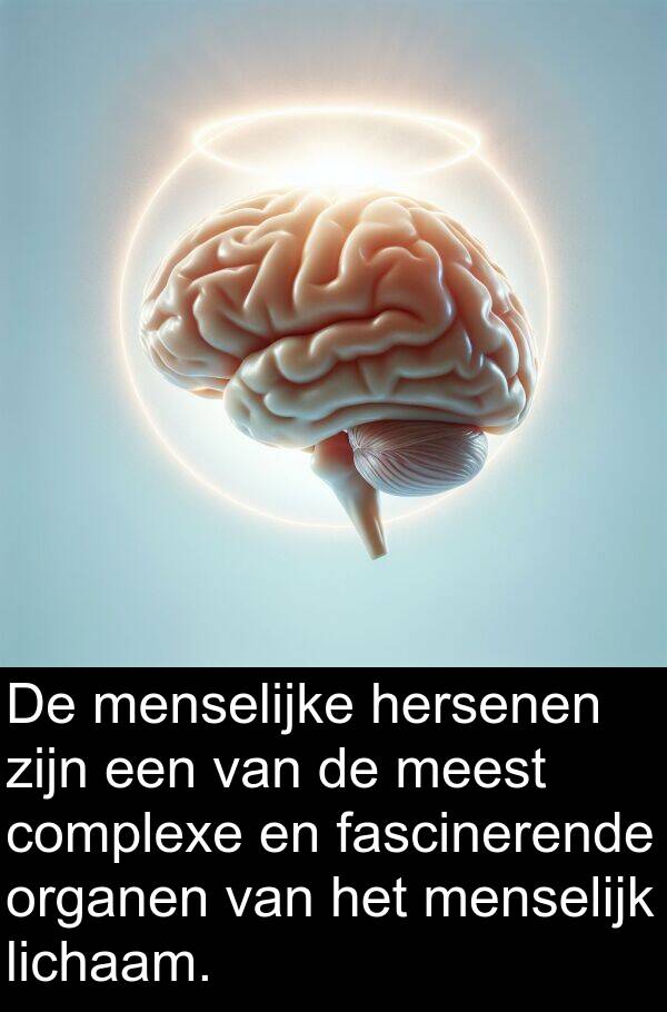 menselijk: De menselijke hersenen zijn een van de meest complexe en fascinerende organen van het menselijk lichaam.