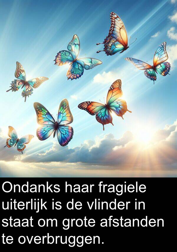 fragiele: Ondanks haar fragiele uiterlijk is de vlinder in staat om grote afstanden te overbruggen.