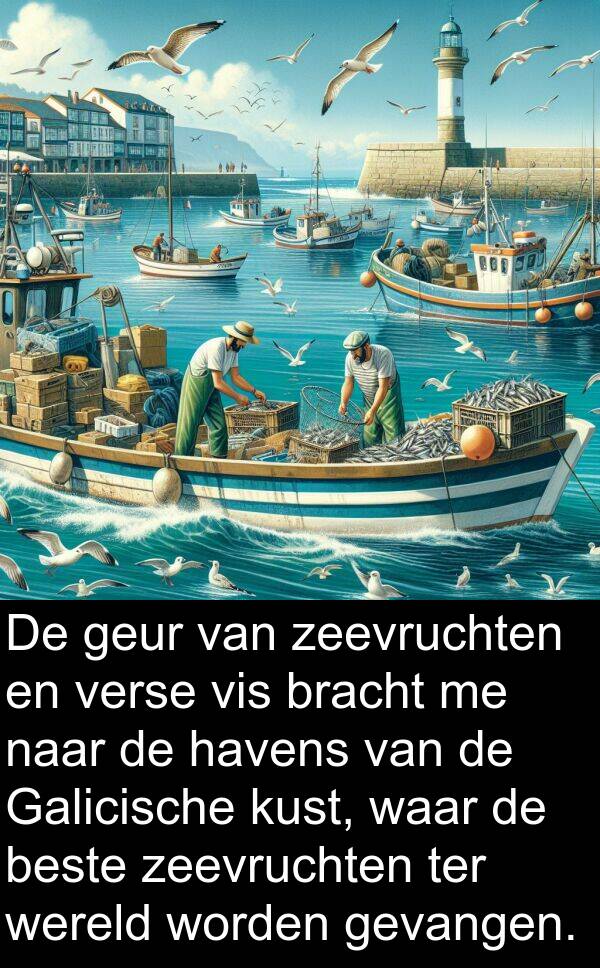 geur: De geur van zeevruchten en verse vis bracht me naar de havens van de Galicische kust, waar de beste zeevruchten ter wereld worden gevangen.