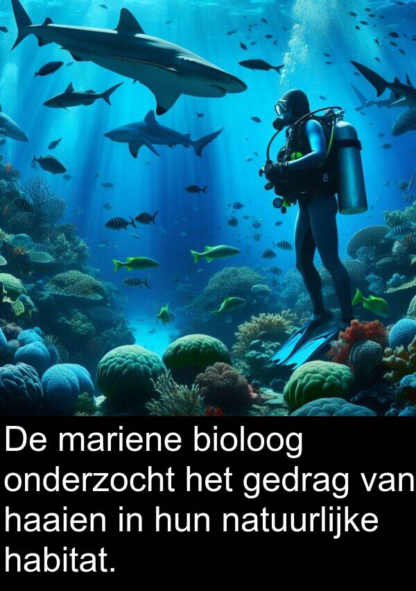 bioloog: De mariene bioloog onderzocht het gedrag van haaien in hun natuurlijke habitat.