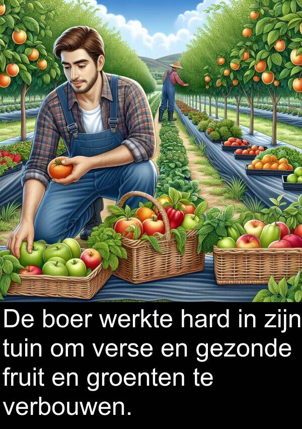 gezonde: De boer werkte hard in zijn tuin om verse en gezonde fruit en groenten te verbouwen.