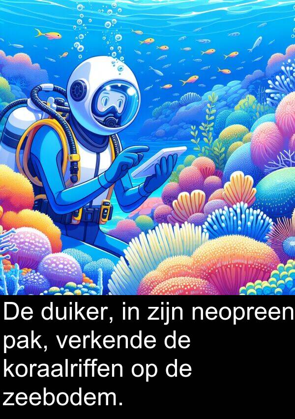 duiker: De duiker, in zijn neopreen pak, verkende de koraalriffen op de zeebodem.