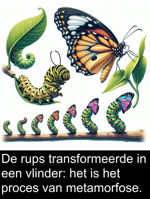 metamorfose: De rups transformeerde in een vlinder: het is het proces van metamorfose.