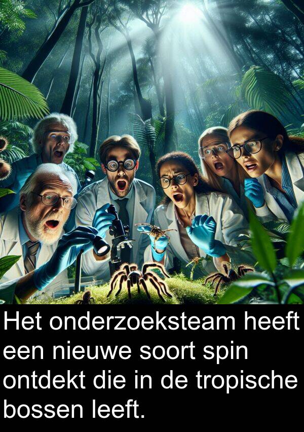 soort: Het onderzoeksteam heeft een nieuwe soort spin ontdekt die in de tropische bossen leeft.