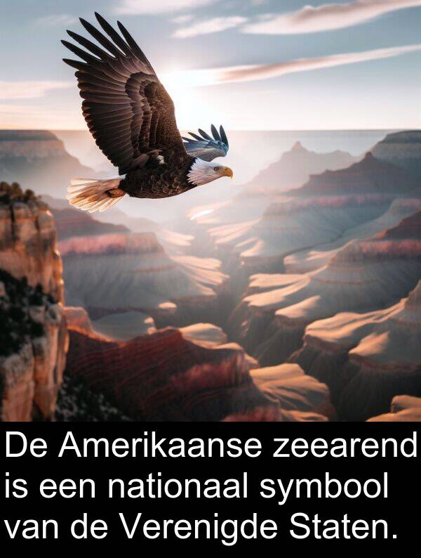 zeearend: De Amerikaanse zeearend is een nationaal symbool van de Verenigde Staten.