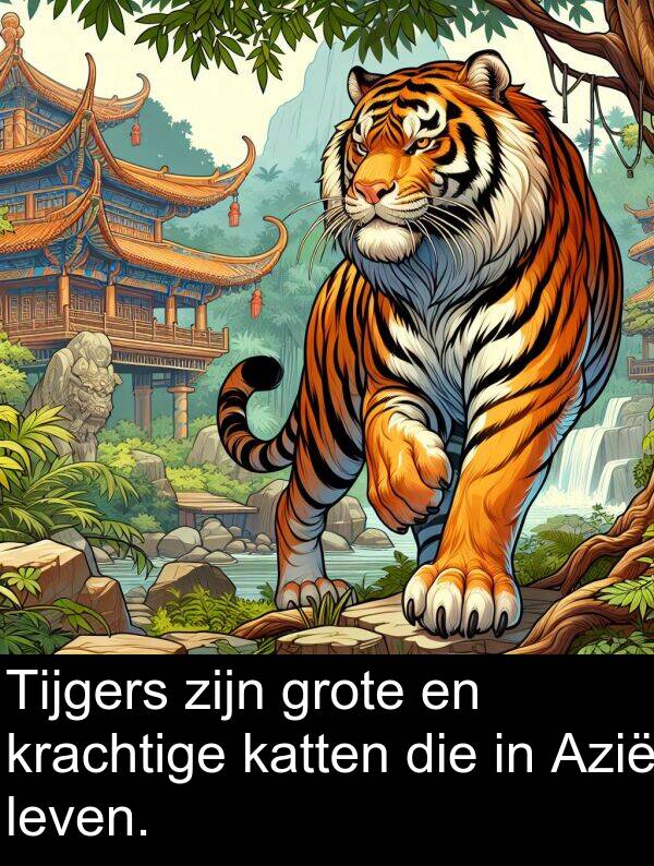 katten: Tijgers zijn grote en krachtige katten die in Azië leven.