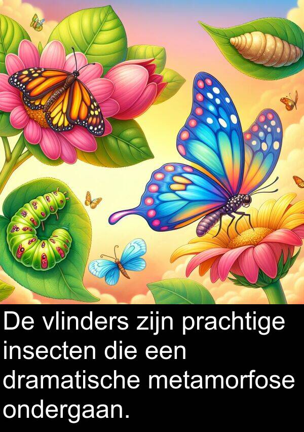 dramatische: De vlinders zijn prachtige insecten die een dramatische metamorfose ondergaan.
