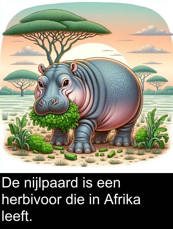 leeft: De nijlpaard is een herbivoor die in Afrika leeft.