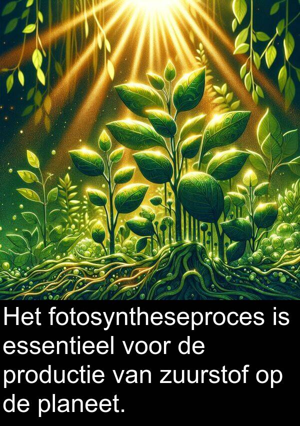 fotosyntheseproces: Het fotosyntheseproces is essentieel voor de productie van zuurstof op de planeet.