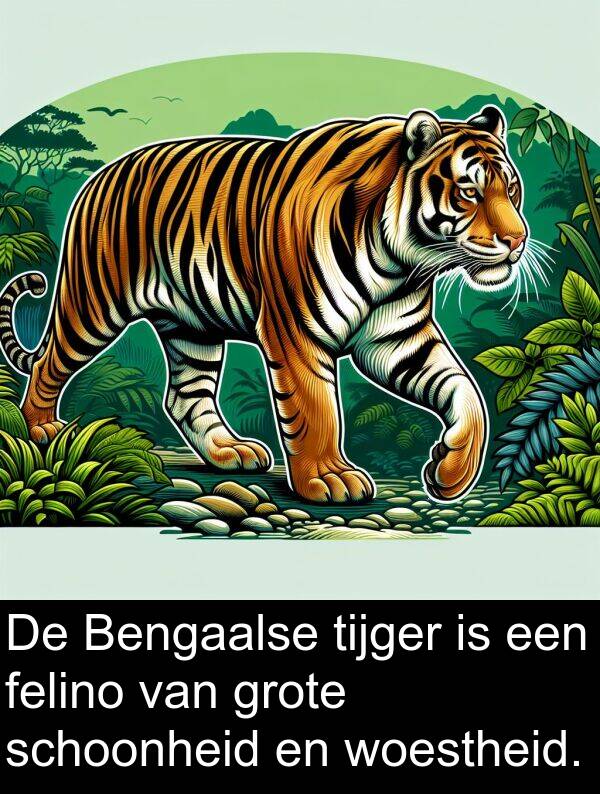 felino: De Bengaalse tijger is een felino van grote schoonheid en woestheid.
