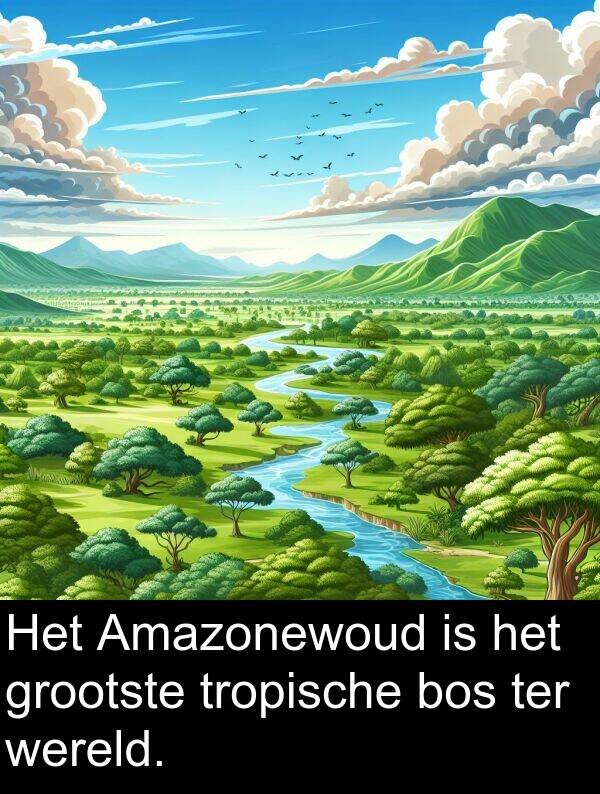 grootste: Het Amazonewoud is het grootste tropische bos ter wereld.
