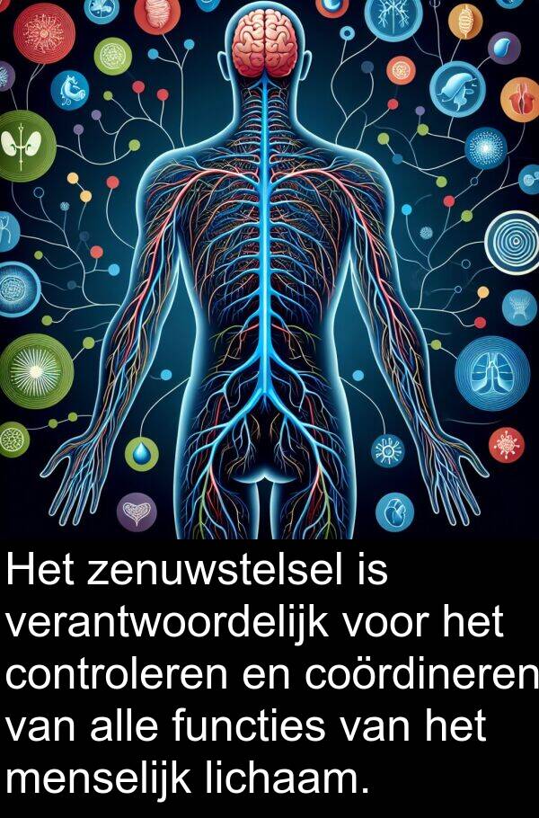 functies: Het zenuwstelsel is verantwoordelijk voor het controleren en coördineren van alle functies van het menselijk lichaam.