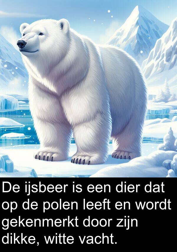 gekenmerkt: De ijsbeer is een dier dat op de polen leeft en wordt gekenmerkt door zijn dikke, witte vacht.