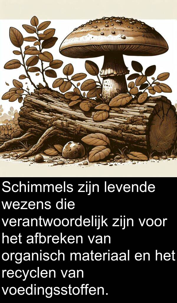 verantwoordelijk: Schimmels zijn levende wezens die verantwoordelijk zijn voor het afbreken van organisch materiaal en het recyclen van voedingsstoffen.