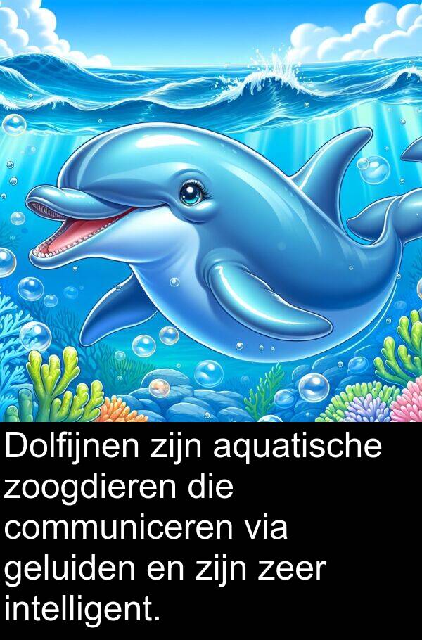 geluiden: Dolfijnen zijn aquatische zoogdieren die communiceren via geluiden en zijn zeer intelligent.