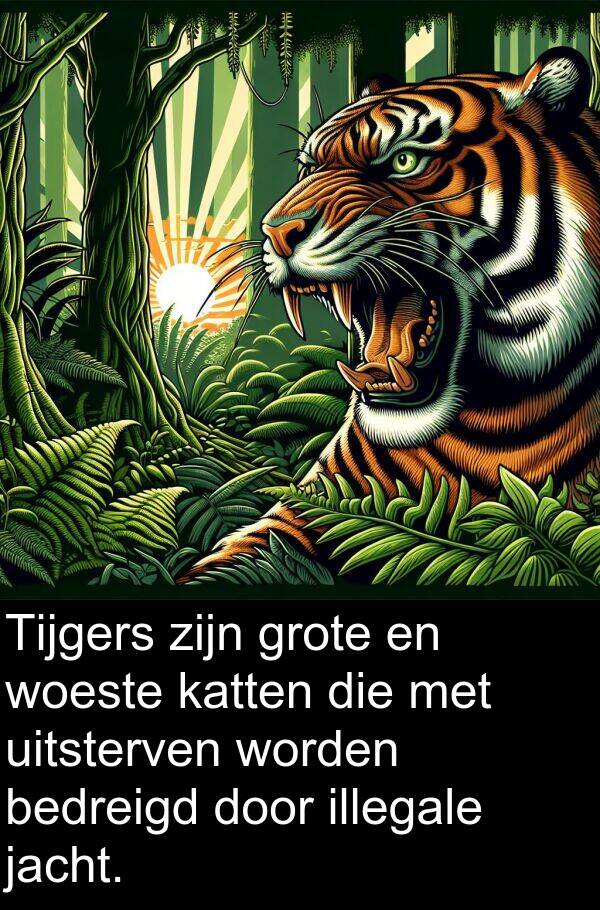 jacht: Tijgers zijn grote en woeste katten die met uitsterven worden bedreigd door illegale jacht.