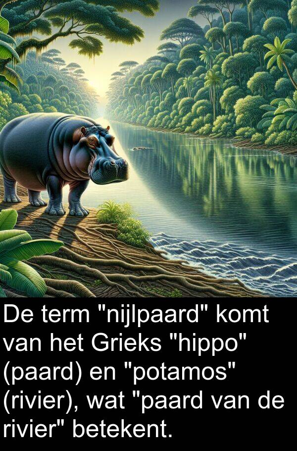 betekent: De term "nijlpaard" komt van het Grieks "hippo" (paard) en "potamos" (rivier), wat "paard van de rivier" betekent.