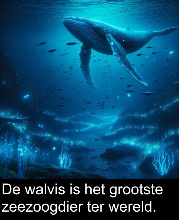 grootste: De walvis is het grootste zeezoogdier ter wereld.