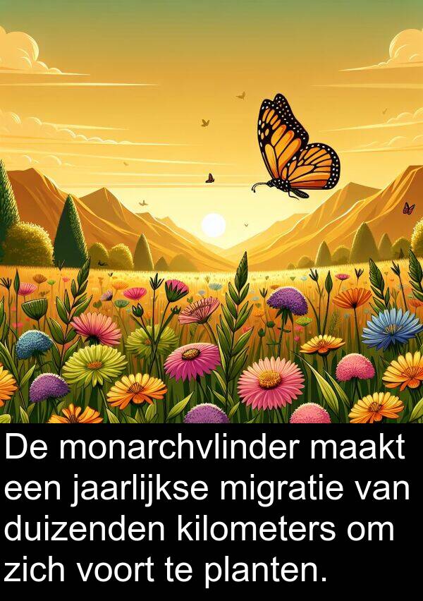 duizenden: De monarchvlinder maakt een jaarlijkse migratie van duizenden kilometers om zich voort te planten.