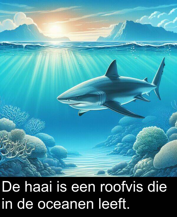 leeft: De haai is een roofvis die in de oceanen leeft.