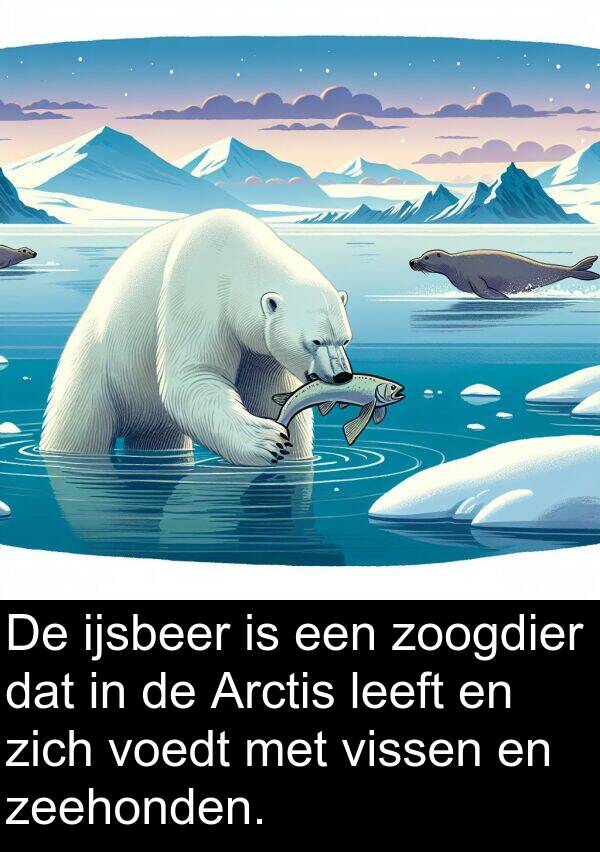 leeft: De ijsbeer is een zoogdier dat in de Arctis leeft en zich voedt met vissen en zeehonden.