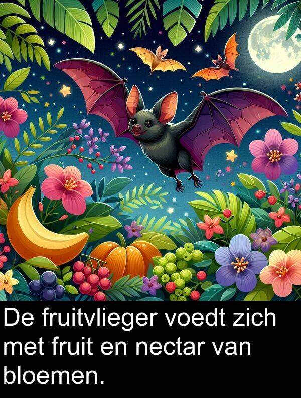 fruit: De fruitvlieger voedt zich met fruit en nectar van bloemen.