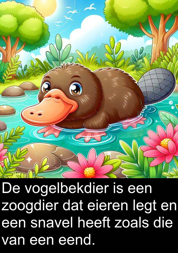 eieren: De vogelbekdier is een zoogdier dat eieren legt en een snavel heeft zoals die van een eend.