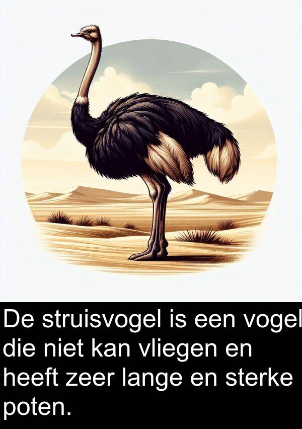 struisvogel: De struisvogel is een vogel die niet kan vliegen en heeft zeer lange en sterke poten.