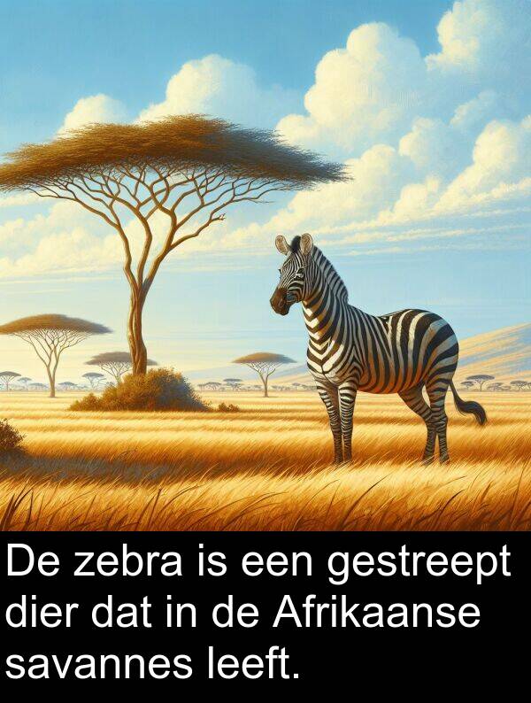 leeft: De zebra is een gestreept dier dat in de Afrikaanse savannes leeft.