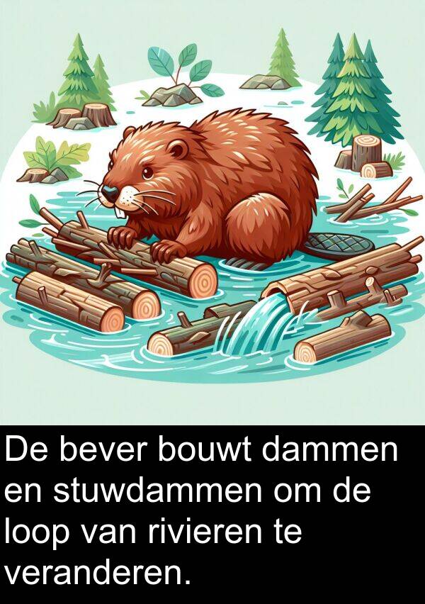 veranderen: De bever bouwt dammen en stuwdammen om de loop van rivieren te veranderen.