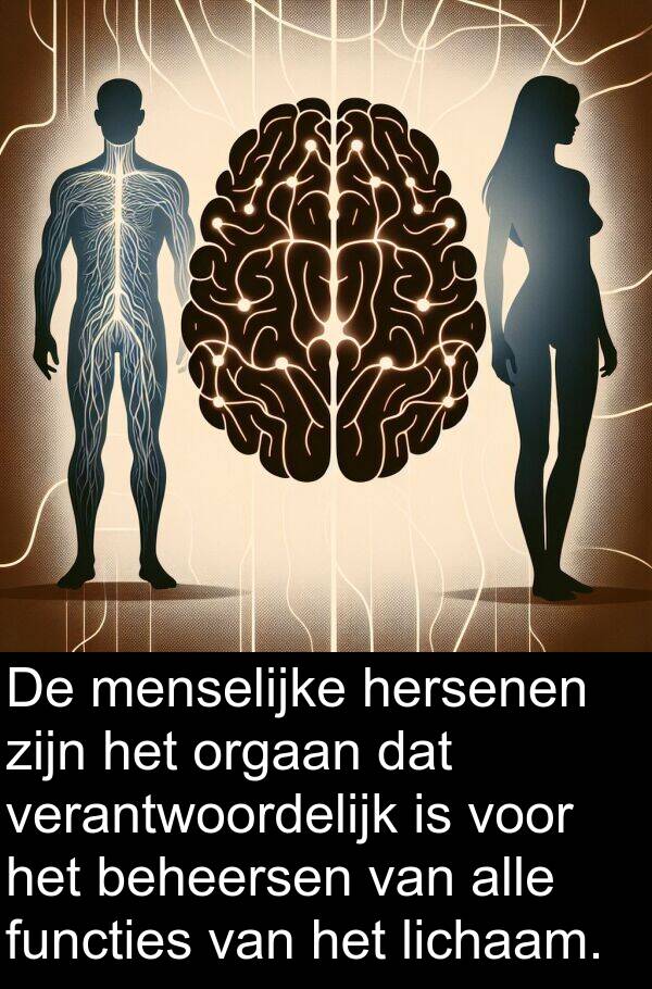 functies: De menselijke hersenen zijn het orgaan dat verantwoordelijk is voor het beheersen van alle functies van het lichaam.