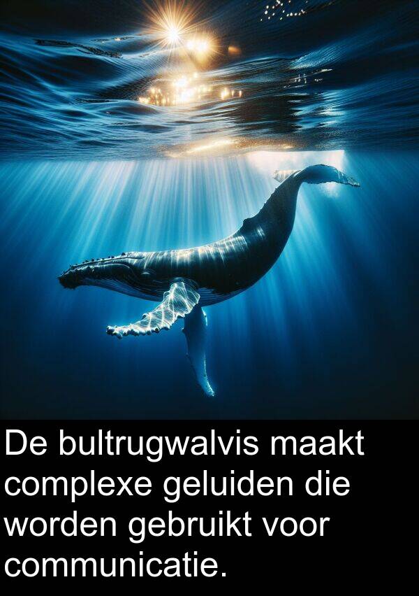 geluiden: De bultrugwalvis maakt complexe geluiden die worden gebruikt voor communicatie.