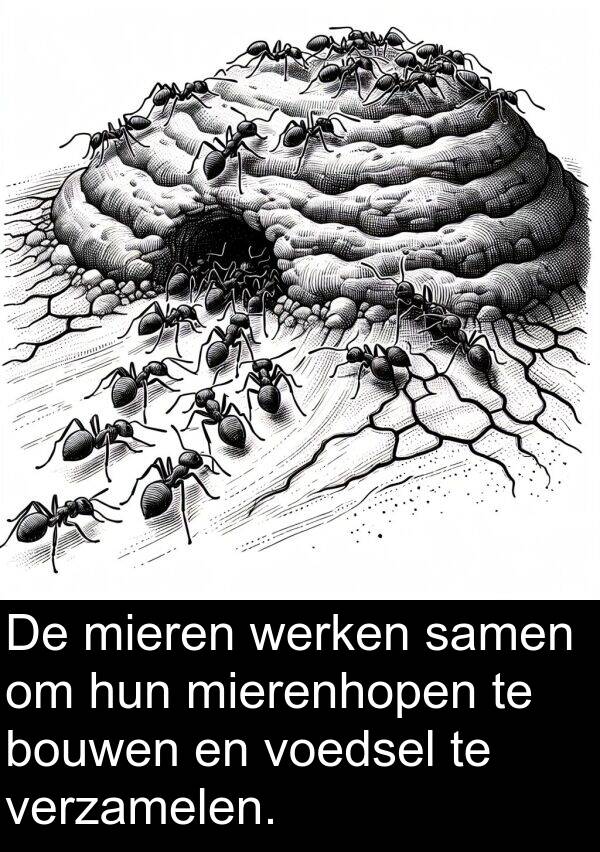 werken: De mieren werken samen om hun mierenhopen te bouwen en voedsel te verzamelen.