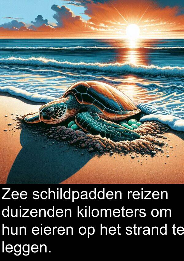 duizenden: Zee schildpadden reizen duizenden kilometers om hun eieren op het strand te leggen.