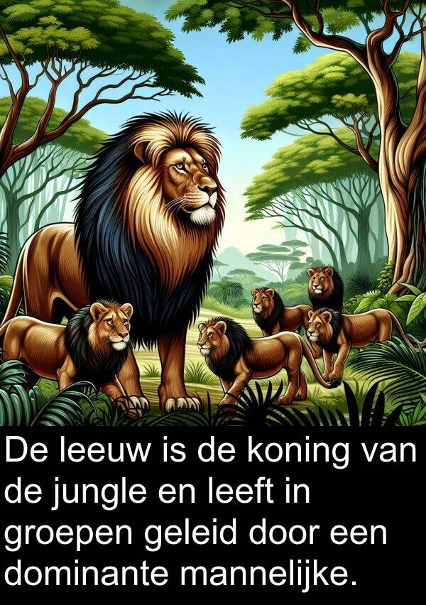 geleid: De leeuw is de koning van de jungle en leeft in groepen geleid door een dominante mannelijke.