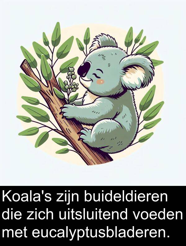 voeden: Koala's zijn buideldieren die zich uitsluitend voeden met eucalyptusbladeren.