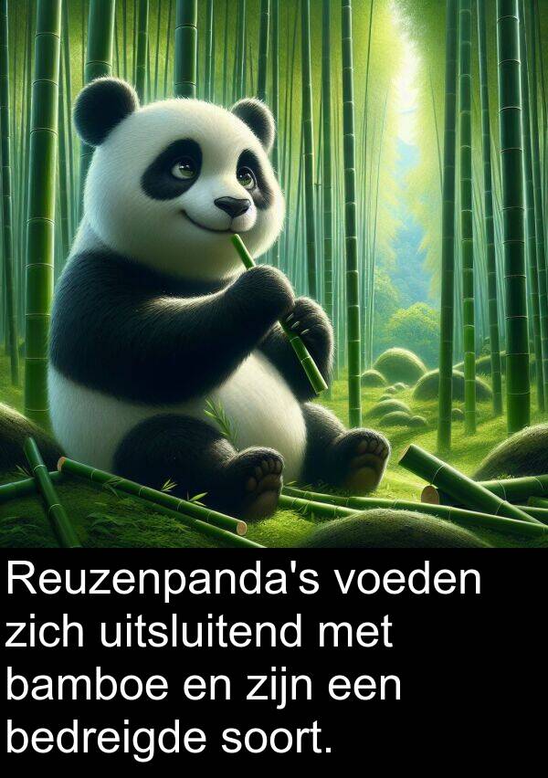 soort: Reuzenpanda's voeden zich uitsluitend met bamboe en zijn een bedreigde soort.