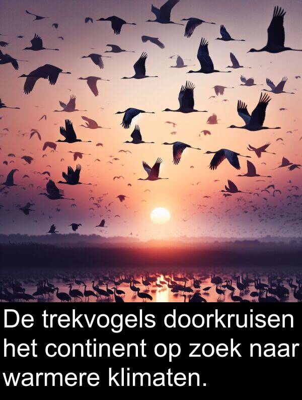 doorkruisen: De trekvogels doorkruisen het continent op zoek naar warmere klimaten.