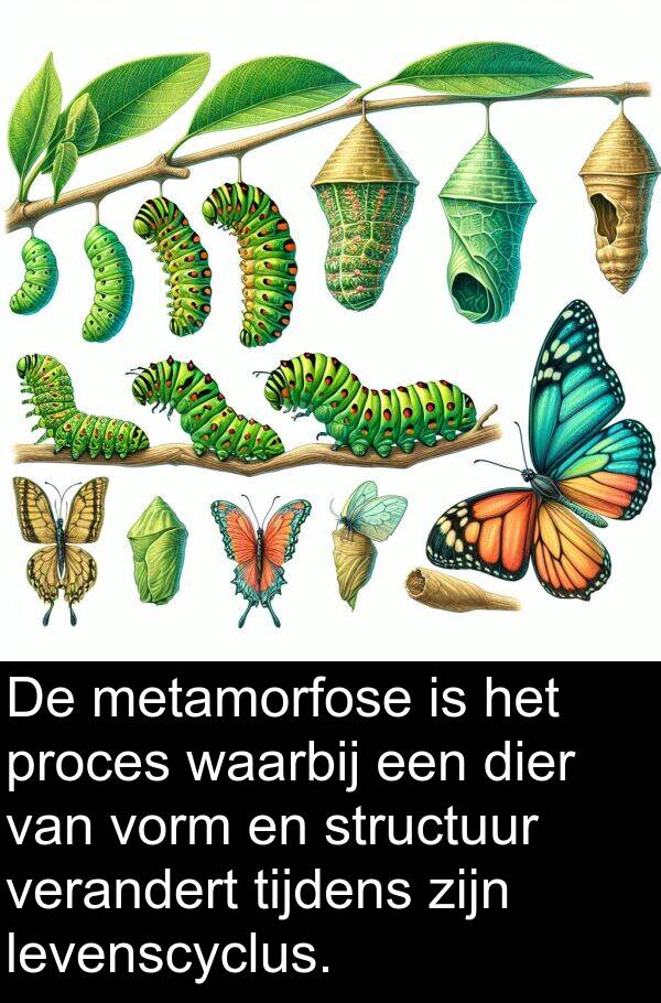 verandert: De metamorfose is het proces waarbij een dier van vorm en structuur verandert tijdens zijn levenscyclus.