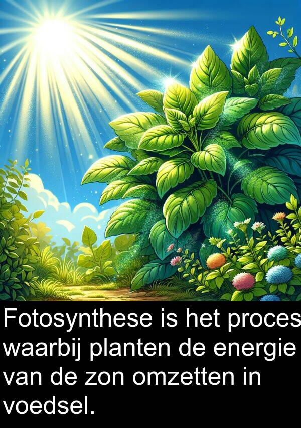 waarbij: Fotosynthese is het proces waarbij planten de energie van de zon omzetten in voedsel.