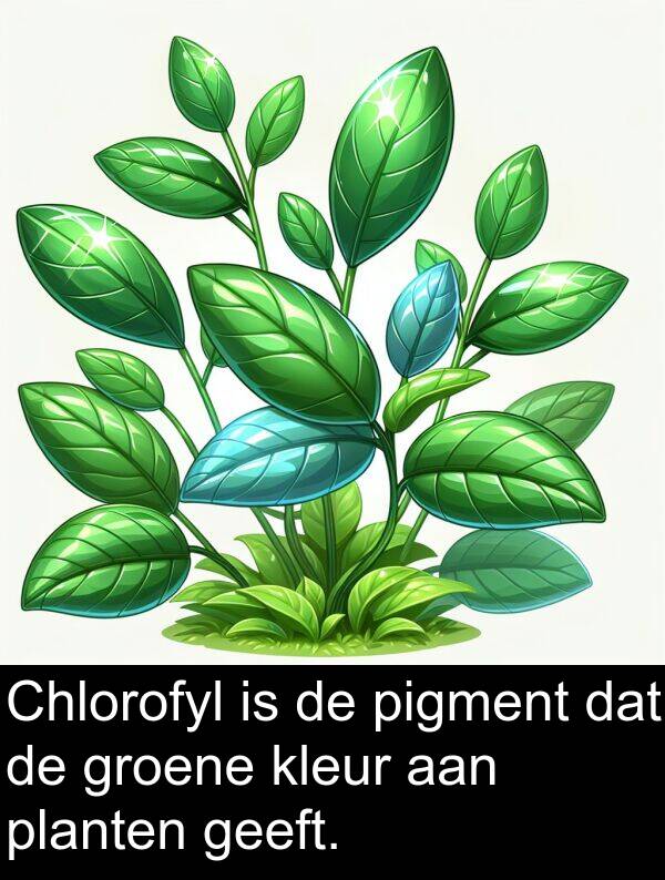 groene: Chlorofyl is de pigment dat de groene kleur aan planten geeft.