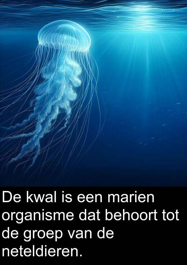 groep: De kwal is een marien organisme dat behoort tot de groep van de neteldieren.