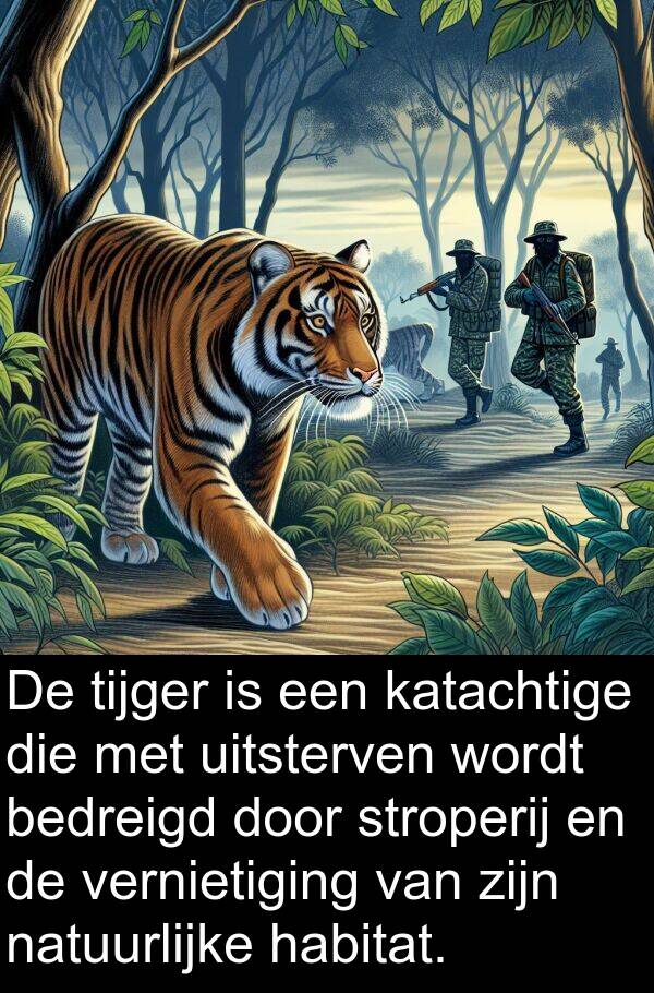 vernietiging: De tijger is een katachtige die met uitsterven wordt bedreigd door stroperij en de vernietiging van zijn natuurlijke habitat.
