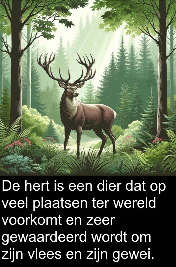 gewaardeerd: De hert is een dier dat op veel plaatsen ter wereld voorkomt en zeer gewaardeerd wordt om zijn vlees en zijn gewei.