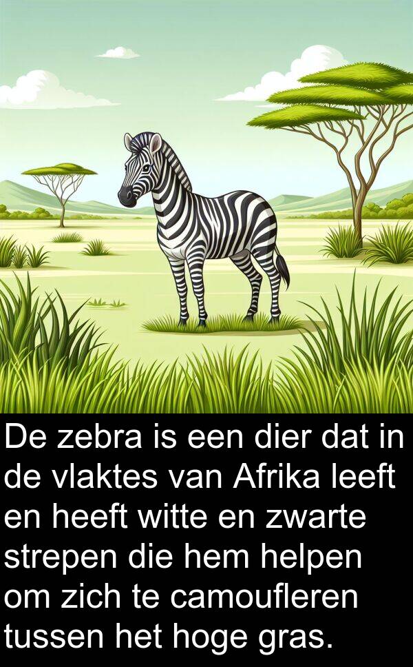 hoge: De zebra is een dier dat in de vlaktes van Afrika leeft en heeft witte en zwarte strepen die hem helpen om zich te camoufleren tussen het hoge gras.