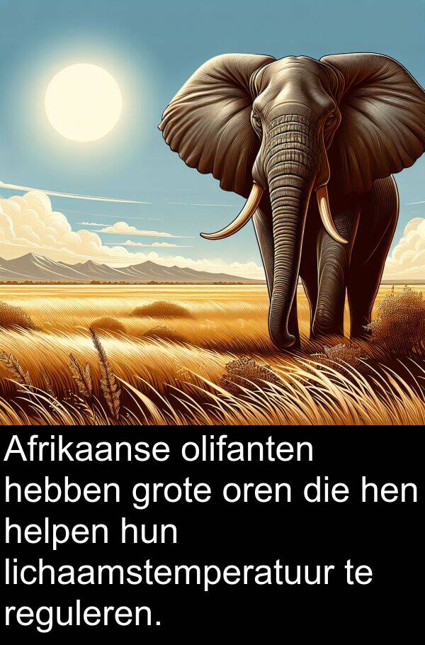 olifanten: Afrikaanse olifanten hebben grote oren die hen helpen hun lichaamstemperatuur te reguleren.