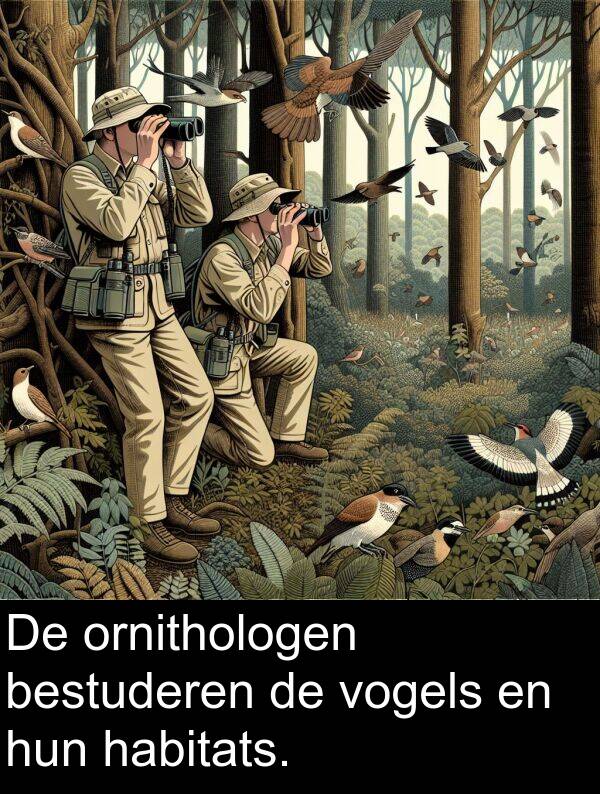 bestuderen: De ornithologen bestuderen de vogels en hun habitats.