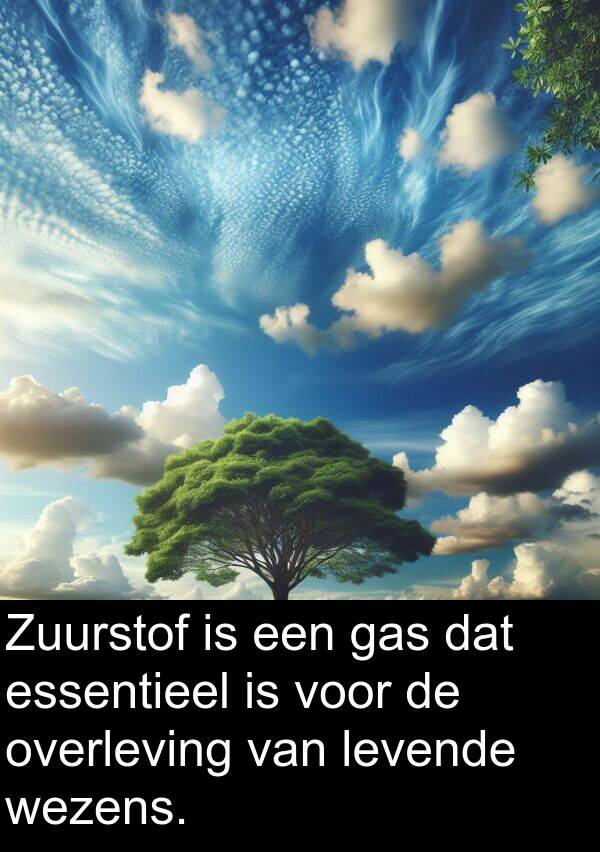 levende: Zuurstof is een gas dat essentieel is voor de overleving van levende wezens.