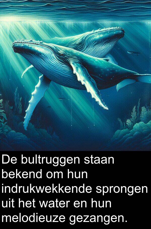 gezangen: De bultruggen staan bekend om hun indrukwekkende sprongen uit het water en hun melodieuze gezangen.