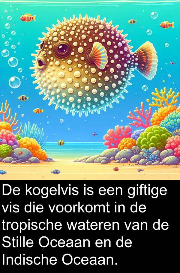 giftige: De kogelvis is een giftige vis die voorkomt in de tropische wateren van de Stille Oceaan en de Indische Oceaan.